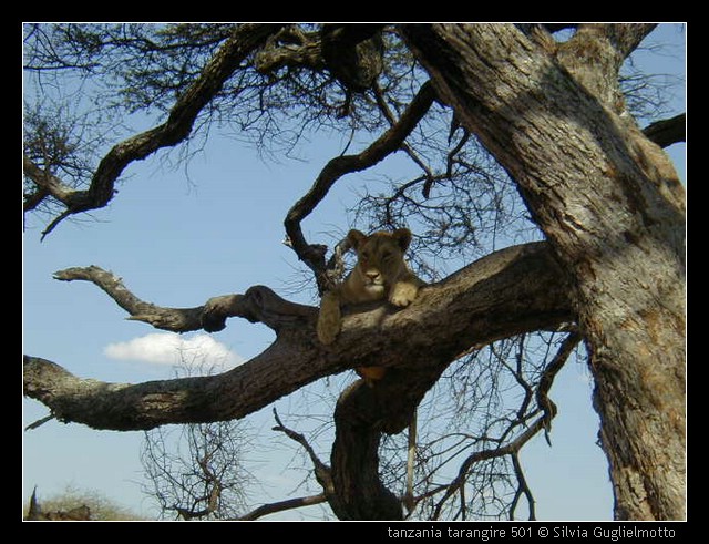 tanzania tarangire 501.jpg