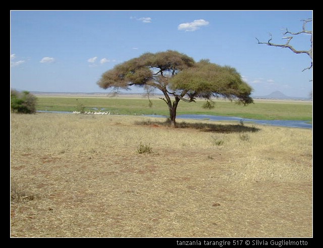 tanzania tarangire 517.jpg