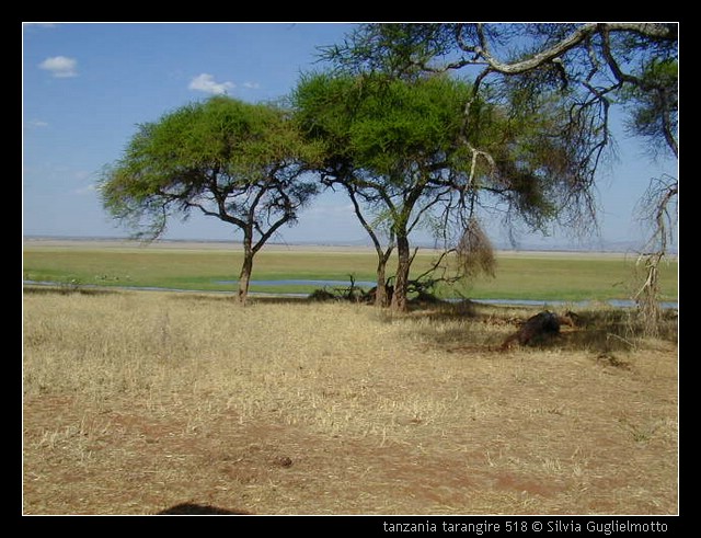 tanzania tarangire 518.jpg