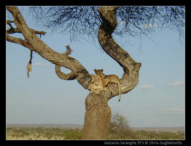 tanzania tarangire 573.jpg