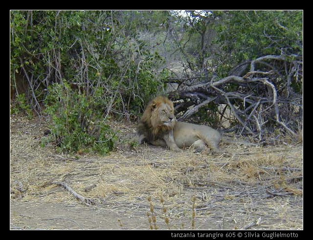 tanzania tarangire 605.jpg