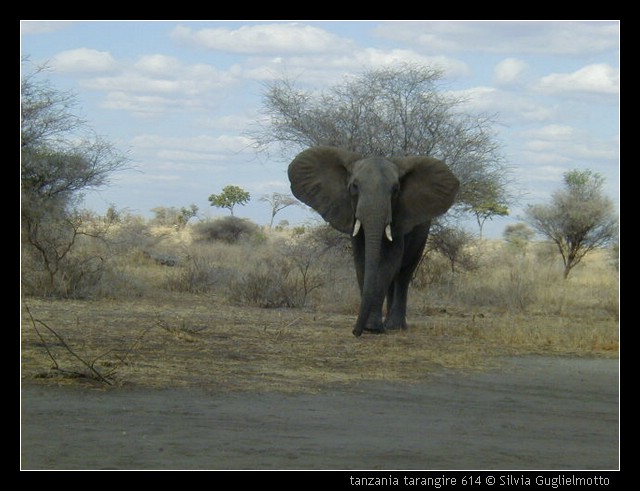 tanzania tarangire 614.jpg