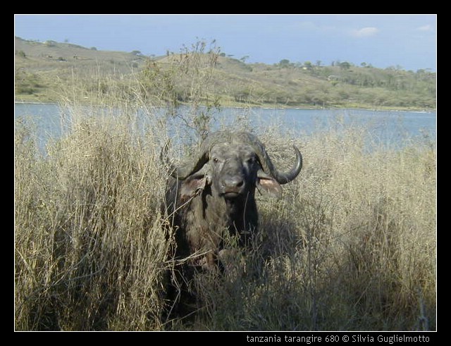 tanzania tarangire 680.jpg