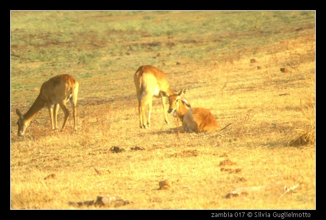 zambia 017.jpg