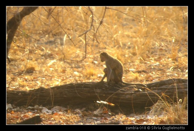 zambia 018.jpg