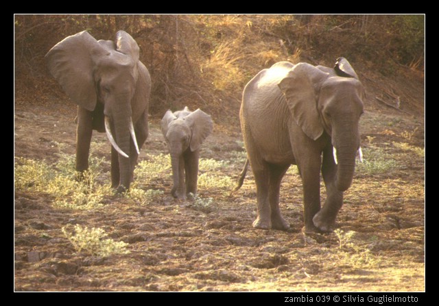zambia 039.jpg