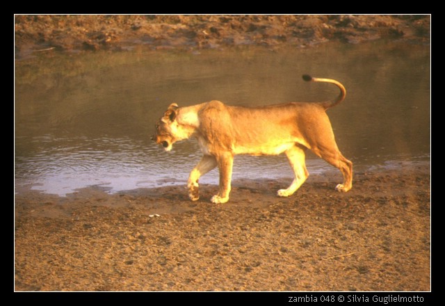 zambia 048.jpg