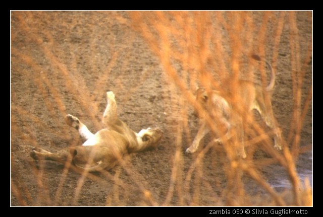zambia 050.jpg