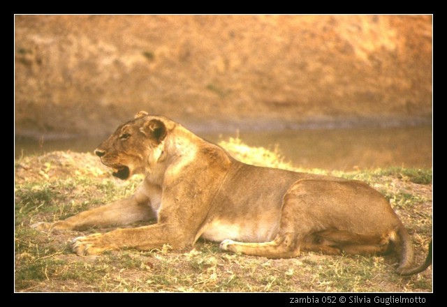 zambia 052.jpg