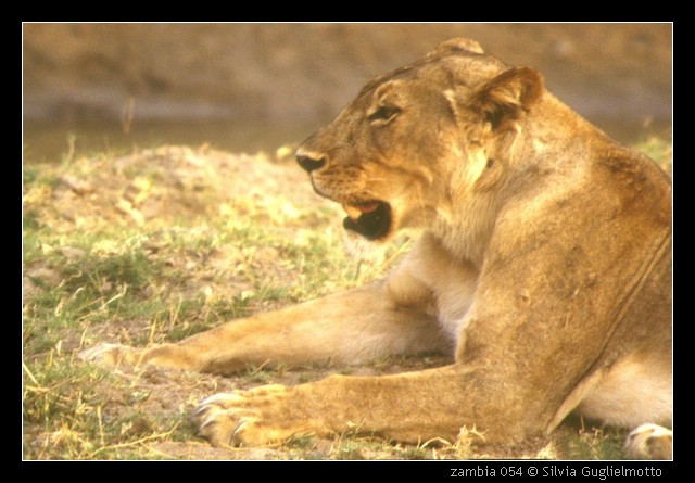 zambia 054.jpg