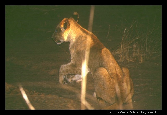 zambia 067.jpg