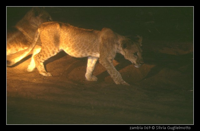 zambia 069.jpg