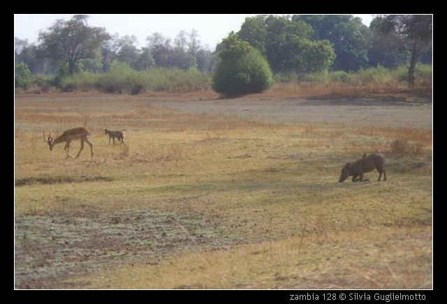 zambia 128.jpg