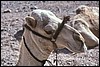 dahab 051.jpg