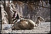 dahab 065.jpg