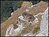 dolomiti 001.jpg