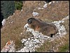 dolomiti 002.jpg