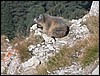 dolomiti 003.JPG