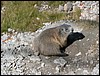 dolomiti 004.jpg