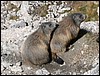 dolomiti 007.JPG
