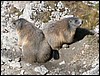 dolomiti 008.JPG