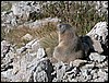 dolomiti 009.JPG