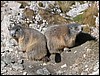 dolomiti 010.JPG