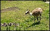 dolomiti 012.jpg