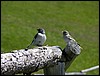 dolomiti 018.JPG