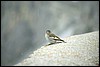 dolomiti 035.jpg