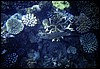 maldive 010.jpg