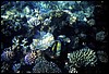 maldive 016.jpg