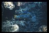 maldive 031.jpg