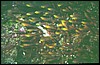 maldive 054.jpg