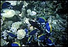 maldive 060.jpg