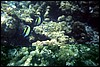 maldive 062.jpg