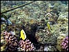 marsa alam 003.jpg
