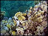 marsa alam 005.jpg