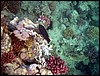 marsa alam 006.jpg