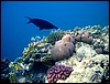 marsa alam 007.jpg
