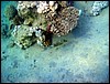 marsa alam 010.jpg