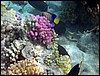 marsa alam 012.jpg