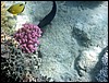 marsa alam 013.jpg