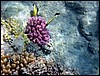 marsa alam 014.jpg