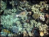 marsa alam 015.jpg