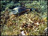 marsa alam 016.jpg