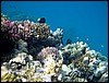 marsa alam 017.jpg