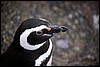 patagonia 039.jpg