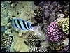 sharm el sheik 001.jpg