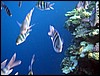 sharm el sheik 002.jpg